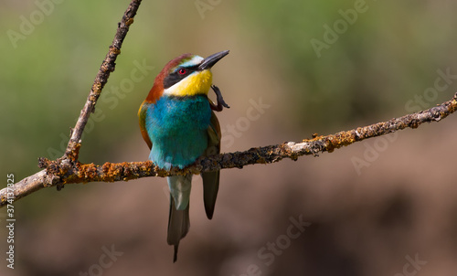 European bee-eater, merops apiaster. Bird combing feathers with its paw