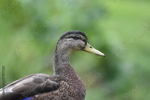 female mallard duck © Emmy