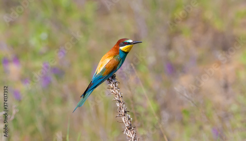 European bee-eater, merops apiaster. The bird sits on a dry plant against the background of wildflowers
