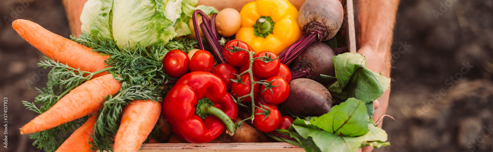 cropped view of farmer holding box full of ripe, fresh vegetables, website header cropped view of farmer holding box full of ripe, fresh vegetables, website header