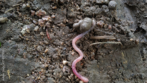 Earthworm on the soil