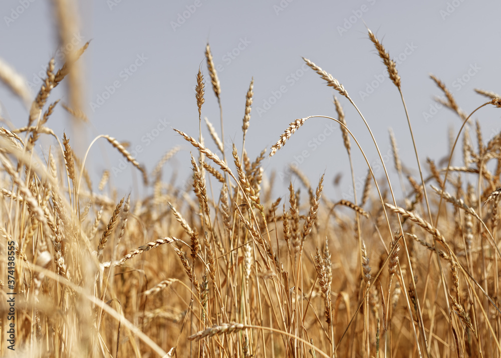 Fototapeta premium ears of wheat on blue sky