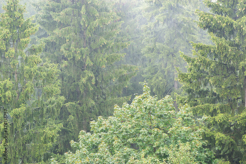 Aerial view of the forest at rainy summer day.