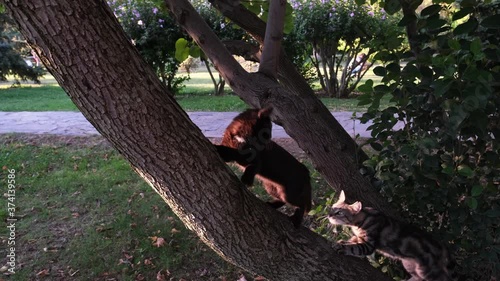 A black kitten is scratching a tree trunk then meeting with its mother.