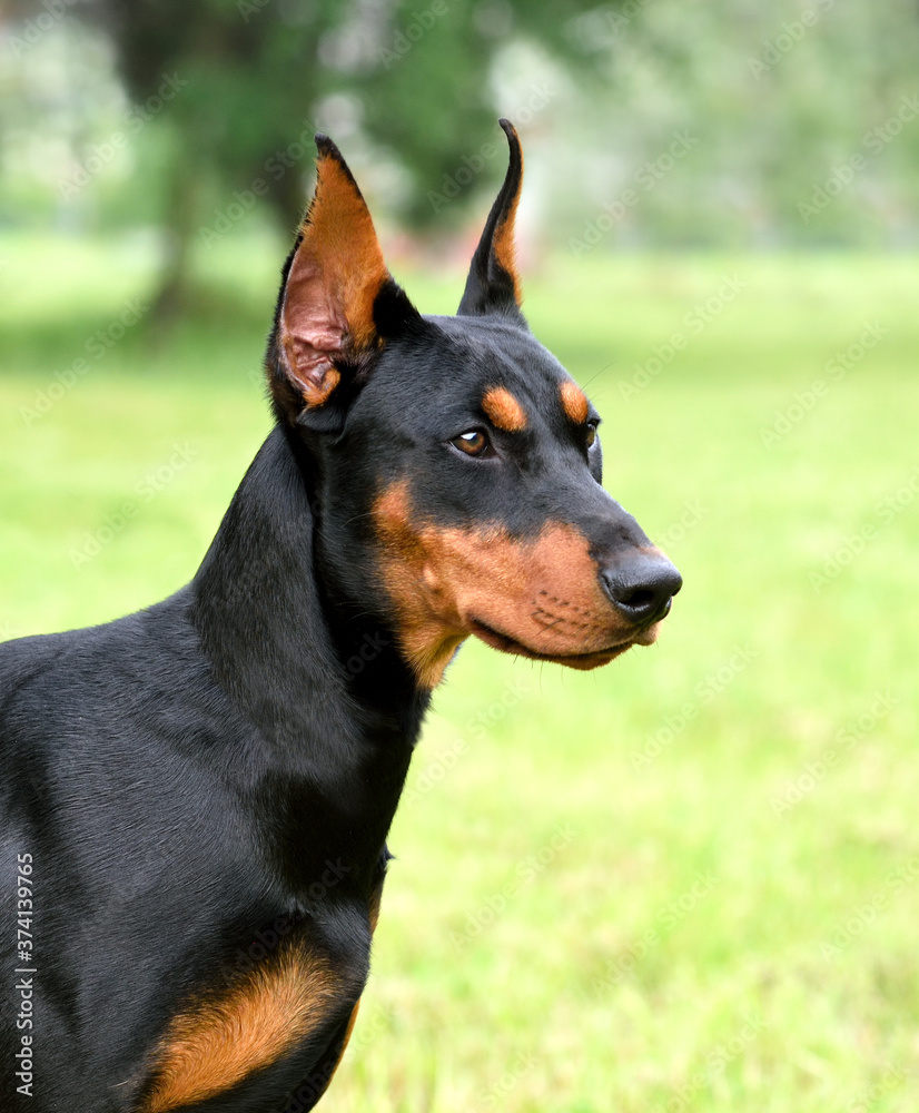 Portrait of German Pinscher