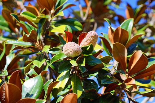 Magnolia denudata tree with seed in summer photo