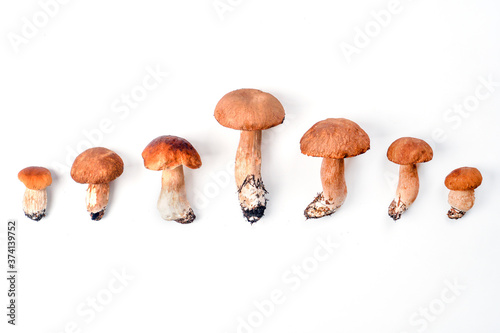 Small and large forest porcini mushrooms isolated on white background. Family concept.