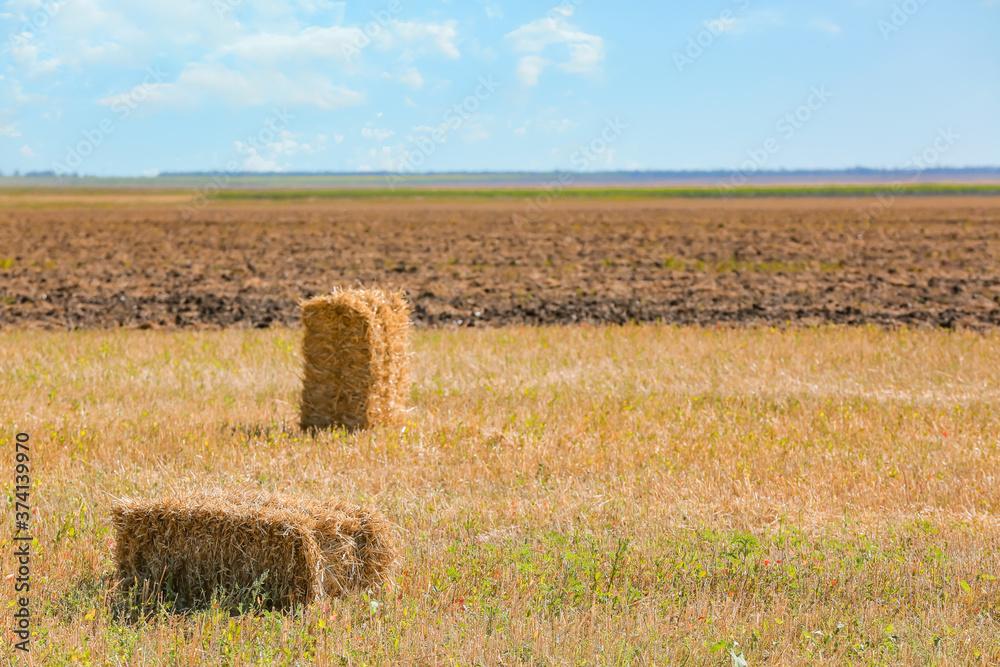 Fototapeta premium Straw bales in wheat field
