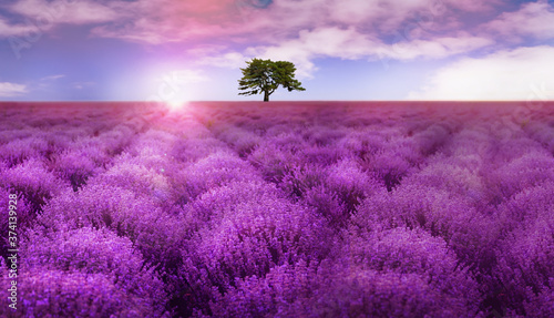 Beautiful lavender field with single tree under amazing sky at sunrise