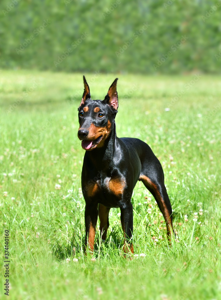 German Pinscher on green background