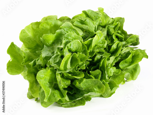 Green Oak Leaf Salad - Isolated on white Background