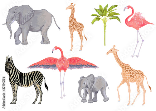 Fototapeta Naklejka Na Ścianę i Meble -  Vector cute realistic illustration of zebra, elephant, flamingo and giraffe with flowers and leaves