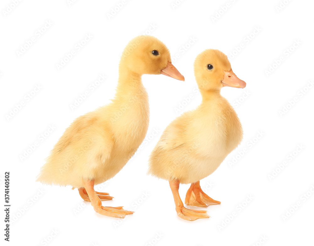 Cute ducklings on white background Cute ducklings on white background