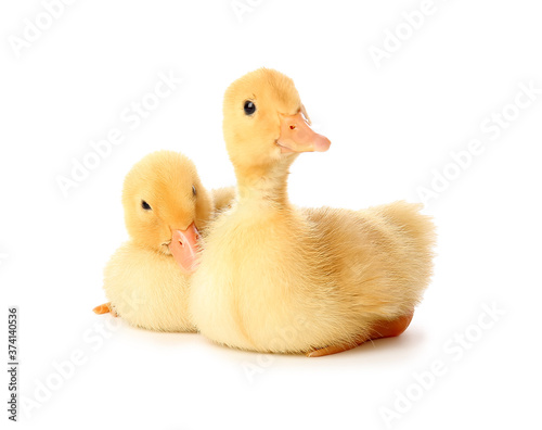 Cute ducklings on white background