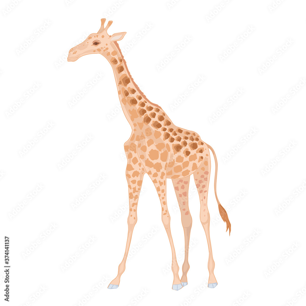 Obraz premium Vector realistic cute two giraffes with watercolor effect