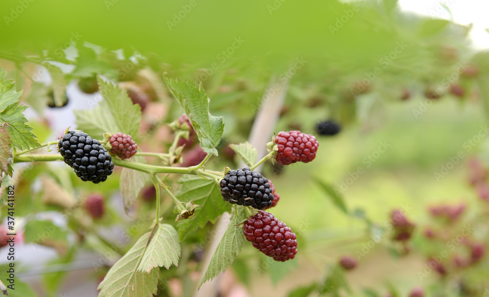 Brombeeren am Strauch - Heilpflanze Brombeeren am Strauch - Heilpflanze