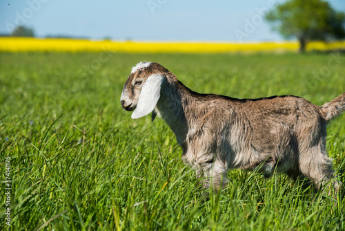 south african boer goat doeling portrait on nature