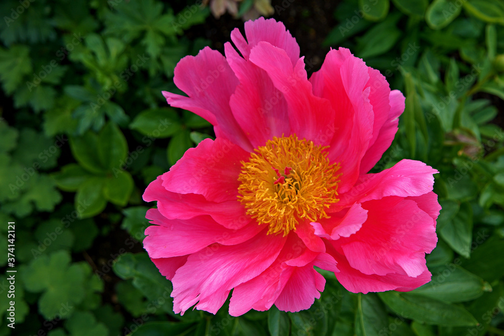 Fototapeta premium Dahlie