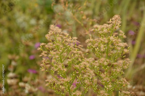 Canadian Horseweed (Conyza canadensis) photo