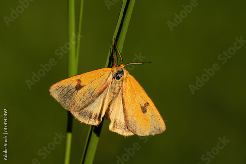 Clouded Buff moth - Diacrisia sannio, beautiful colored moth from European meadows and grasslands, Zlin, Czech Republic. photo