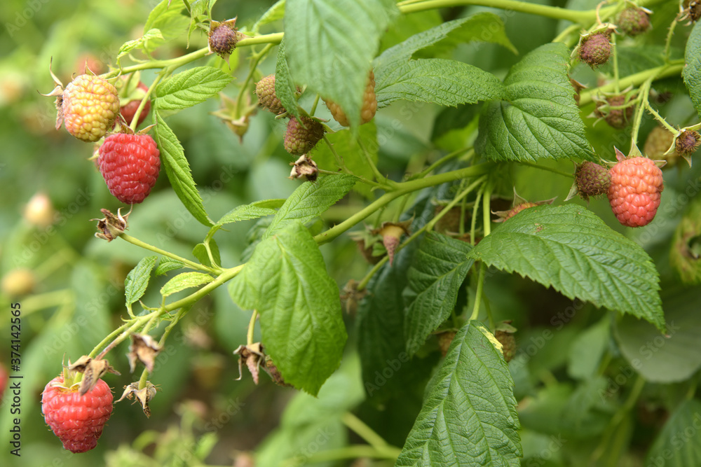 Himbeeren am Strauch - Heilpflanze Himbeeren am Strauch - Heilpflanze