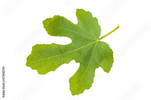 Lush vivid fig tree leaf cut out on white background.