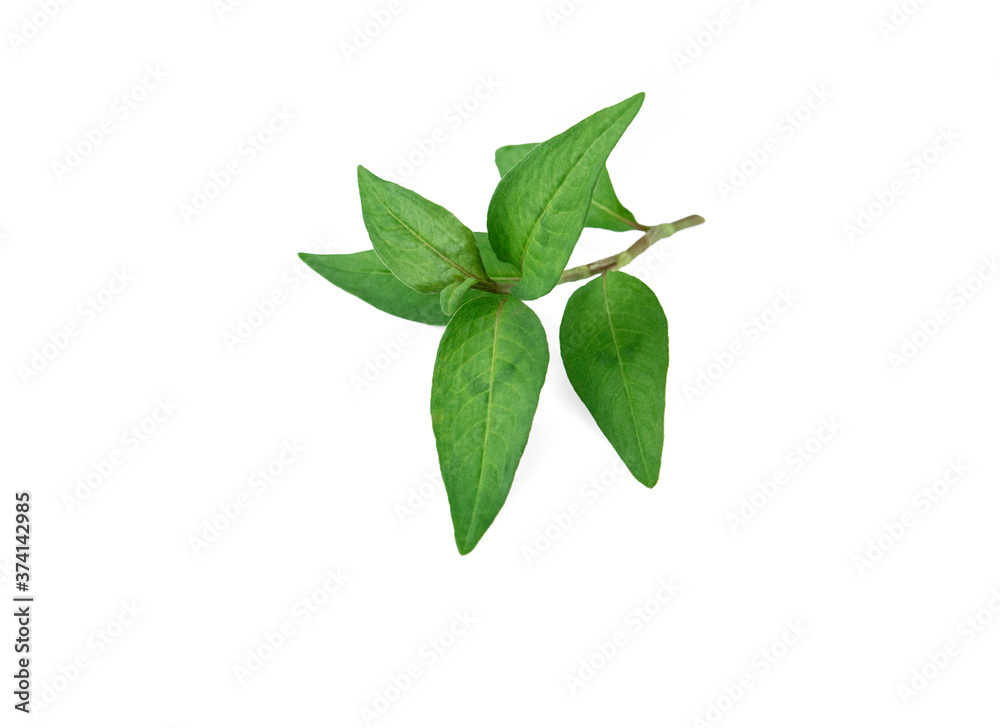 Vietnamese Coriander isolate on white background Vietnamese Coriander isolate on white background