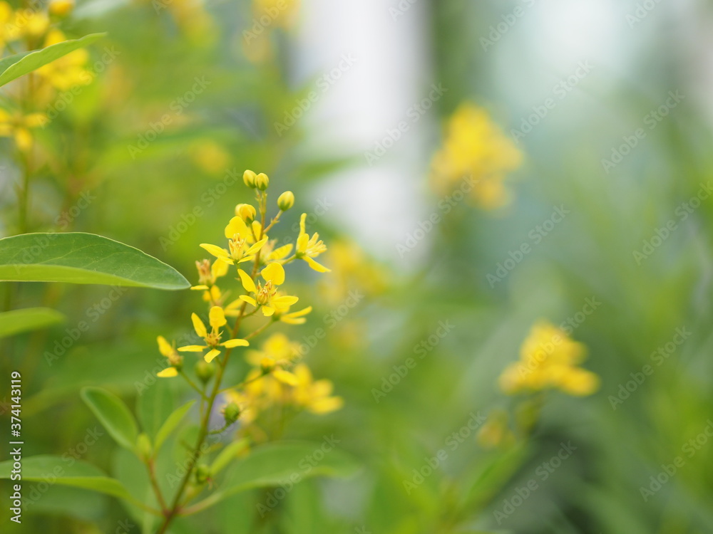 Little Yellow flower Thryallis glauca, Galphimia, Gold Shower medium shrub Dark yellow flowers inflorescence will be released at end of the branch blooming in garden on blurred nature background Little Yellow flower Thryallis glauca, Galphimia, Gold Shower medium shrub Dark yellow flowers inflorescence will be released at end of the branch blooming in garden on blurred nature background