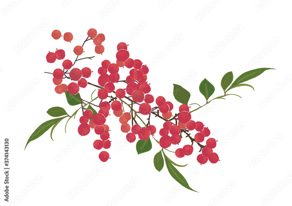水彩画日本の正月やお祝い年賀はがきの素材赤い実の南天 Stock Illustration Adobe Stock