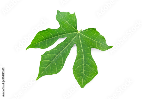Fresh green leaves of Tree spinach or Chaya (Cnidoscolus Chayamansa McVaugh) on white background