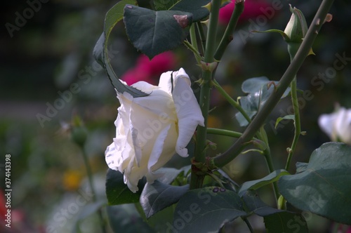  white rose