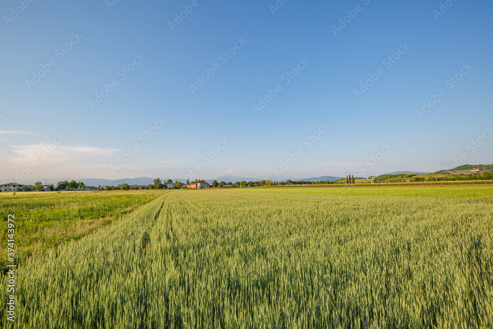 Green wheat field. Young juicy growing wheat ears field