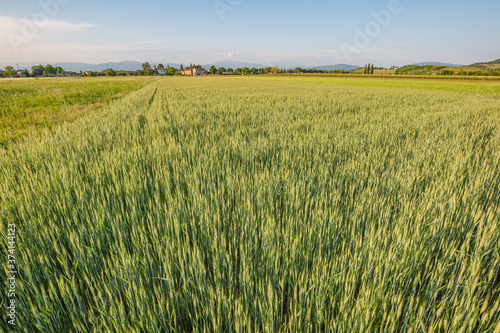 Green wheat field. Young juicy growing wheat ears field