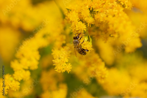 Insect on a yellow flower. A bee on a mimosa flower. Selective focus, copy space.
