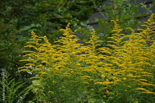 Obraz na płótnie Yellow Solidago virgaurea flower in summer garden blooming