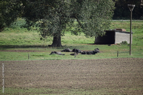 Büffel im Sumpfland photo