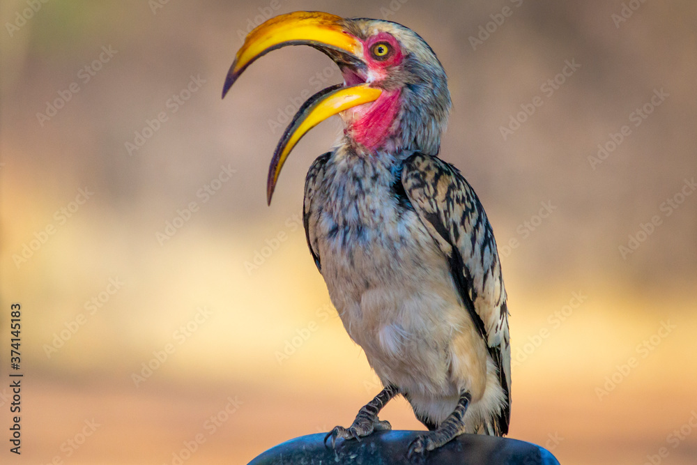 Obraz premium Southeren yellow-billed hornbill or latin name Tockus leucomelas.