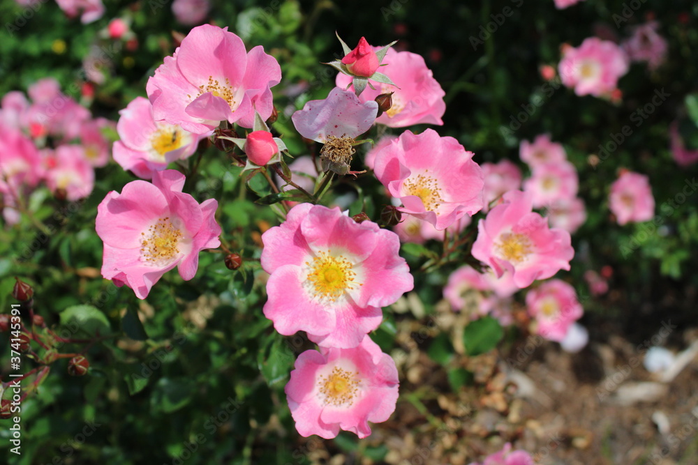 Naklejka premium Pink and Yellow flowers