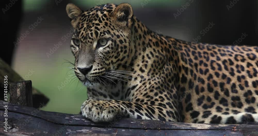 Portrait of a Panther in the forest Portrait of a Panther in the forest
