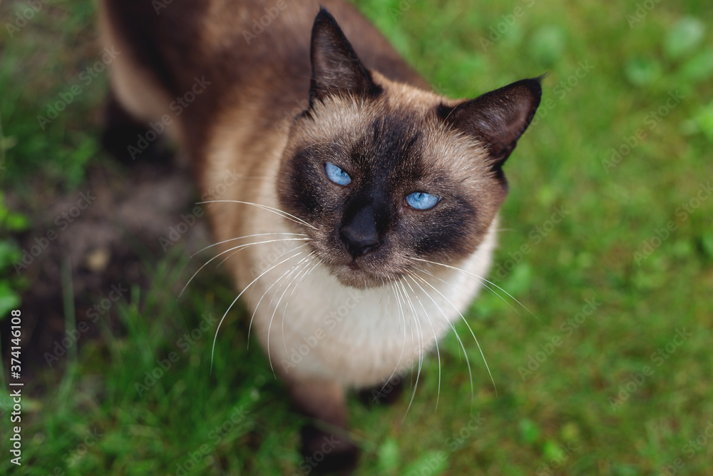 Beautiful siamese cat in the grass