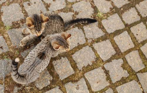 Two little kittens playing outdoors