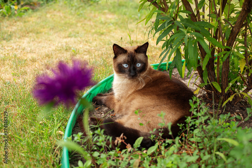 Siamese cat lie in the garden