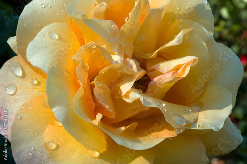 Close of of the design ose blossom  called  Adolf Hoisterman hybrid tea  this gem of a rose shines with detail and water droplets on petals  addng depth and definition. off yellow colot