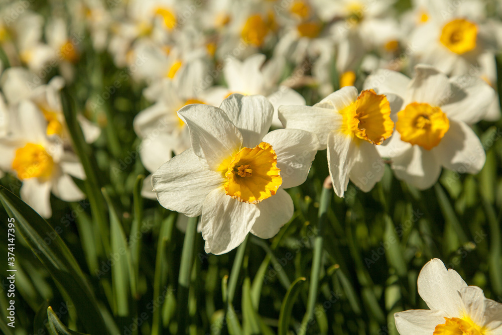 daffodil flowers in the flowerbed daffodil flowers in the flowerbed
