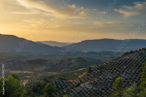 Landscape of olive trees and mountains at sunset near Segura de la Sierra in the province of Jaen - Spain