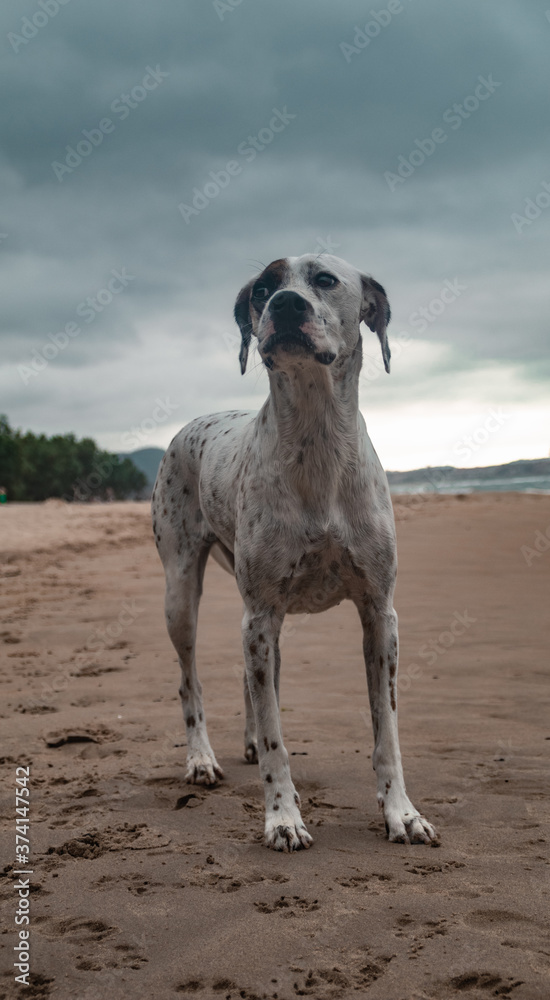 Friendly English Pointer on a peaceful rocky beach with the sea behind him on a cloudy day Friendly English Pointer on a peaceful rocky beach with the sea behind him on a cloudy day