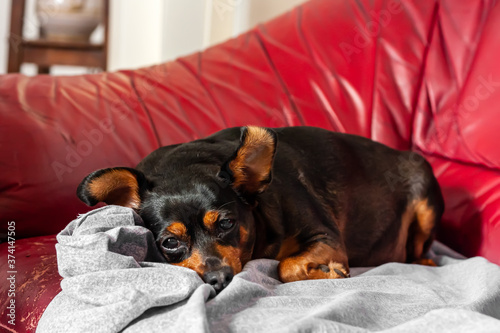 Tired and sad senior dog pinscher is resting on the red old sofa. Senior animal concept. Selective focus