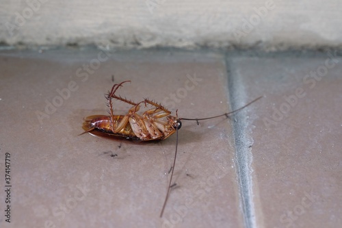 cockroach died on brown floor