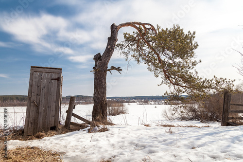 Spring landscape with village toilet and crooked pine tree © Дэн Едрышов