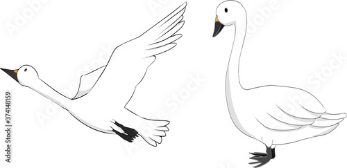 飛ぶ白鳥・陸にいる白鳥のイラスト。